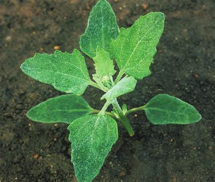 Ugras i bær Meldestokk Chenopodium album BIOLOGI/LIVSSYKLUS Biologisk gruppe: Sommerettårig Den voksne planta er 30 100 cm høy. Stengelen er glatt, kantet og stiv med opprette greiner.