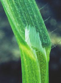 Slirehinne (over t.v.) og voksen plante (over t.h) (Foto: Danmarks JordbrugsForskning) FOREKOMST OG BETYDNING SOM UGRAS Floghavre forekommer mest på Østlandet, spesielt i indre dalstrøk.