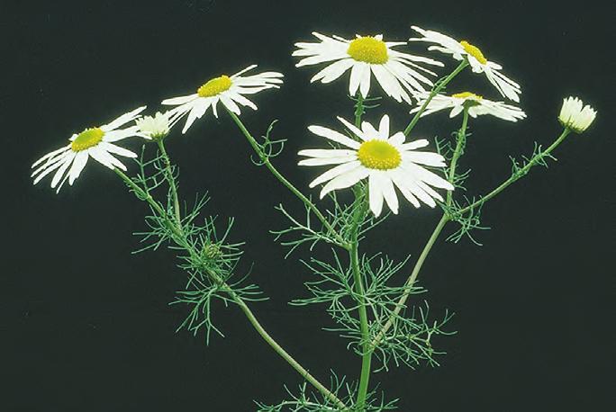 Blomst (t.v.) og voksen plante (over) (Foto: Danmarks JordbrugsForskning) FOREKOMST OG VOKSEPLASSER/KULTURER Balderbrå opptrer som ugras særlig i høstkorn, første års eng og plen.