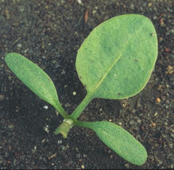 Høymole Rumex longifolius BIOLOGI/LIVSSYKLUS Biologisk gruppe: Flerårig, stedbundet med pålerot. Den voksne planta er 50 150 cm høy.