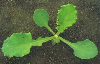 Frøplanta har parvise, bredt eggerunde frøblad, ca. 5 8 millimeter lange. Bladskaftet er relativt kort (1 3 mm). De varige bladene, som kommer enkeltvis, er ovalt tungeforma.