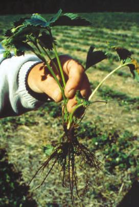 Alle våre sorter er trolig mottakelige for alle raser. SYMPTOMER Hos sterkt angrepne planter får unge blader en blågrønn farge, og eldre blader kan bli gule eller røde.