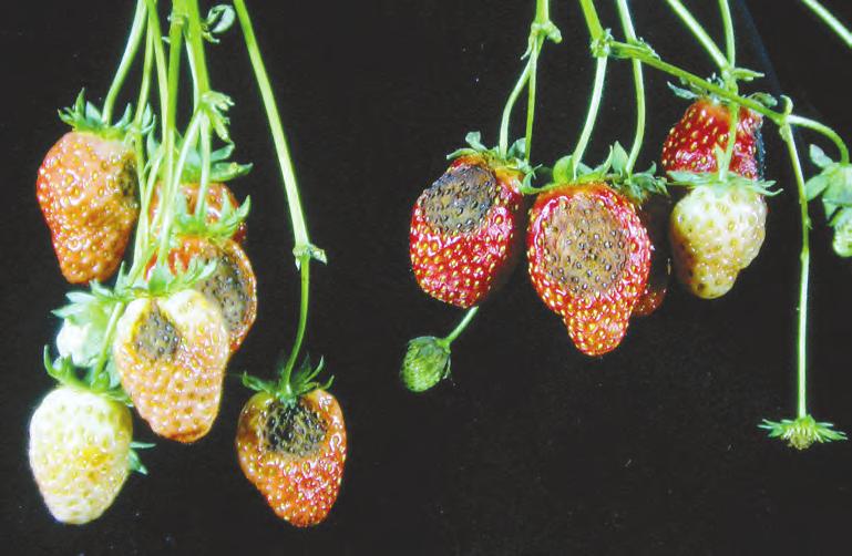 Jordbærsvartflekk (Foto: A. Sletten) VERTSPLANTER Svartflekksjukdommen har flere vertsplanter. Av betydning for oss er først og fremst furu, selleri, tomat og paprika.