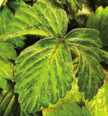 Det er til sammen ni forskjellige virus som kan infisere jordbær og som er nevnt i «Forskrift om planter og tiltak mot planteskadegjørere».