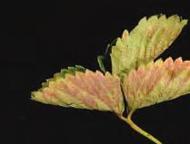 Jordbærmjøldogg Sphaerotheca macularis SYMPTOMER Jordbærmjøldogg vokser utenpå blad, stilker, blomster og bær som et løst, tynt belegg av sopphyfer.