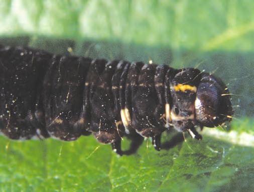 Nattfly familie Noctuidae Flere arter av nattfly er viktige skadedyr i norske frukthager, og mange av disse artene er utbredt over det meste av landet.