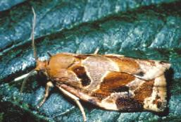 xylosteana), grønn bladvikler (Acleris rhombana), liten bladvikler (Rhopobota naevana) og frostvikler (Exapate