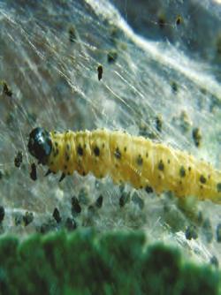 Eplespinnmøll Yponomeuta malinellus UTSEENDE Eplespinnmøll er en liten sommerfuglart, 8 mm lang og med et vingespenn på ca. 22 mm.