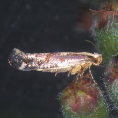 Rognebærmøll Argyresthia conjugella UTSEENDE Det voksne rognebærmøllet er en liten sommerfugl med et vingespenn på ca. 14 mm. I hvile er lengden ca.