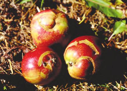 Epleveps Hoplocampa testudinea UTSEENDE Den voksne eplevepsen er ca. 7 mm lang med oransjegul kropp, mens forkroppen og bakkroppen er svart på oversiden.