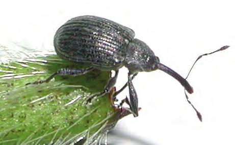 Jordbærsnutebille Anthonomus rubi UTSEENDE Jordbærsnutebille har hodet trukket ut i en lang snute. Fargen er svart og lengden 2--4 mm. I motsetning til rotsnutebiller kan jordbærsnutebilla fly.