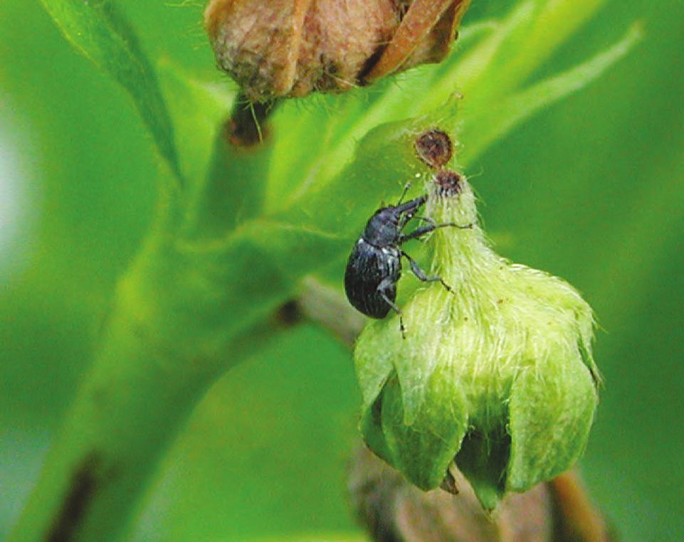 Jordbærsnutebille biter av en knopp (Foto: N. Trandem) SKADE Billene er sky og lettest å oppdage på næringsåt på blomsterknopper eller på avbitte blomsterknopper.