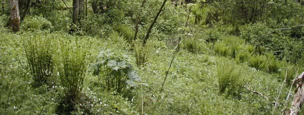 Slike skoger er viktige for en rekke arter av vilt, insekter, sopp, moser og lav m. flere.