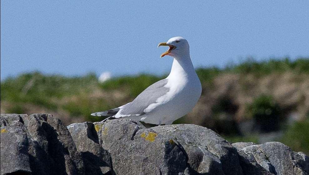 (rødnebbterne) (Foto: Cathrine