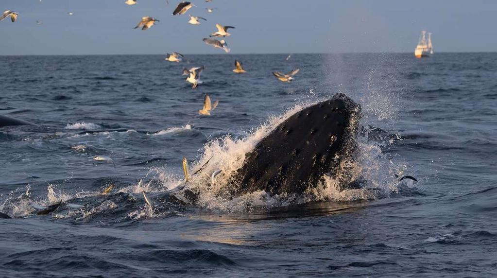 Figur 105 Knølhval (Foto: Cathrine Stephansen). 9.7.10.2 Tannhvaler 9.7.10.2.1 Spermhval (Physeter macrocephalus) Spermhvalen er den største av tannhvalene.