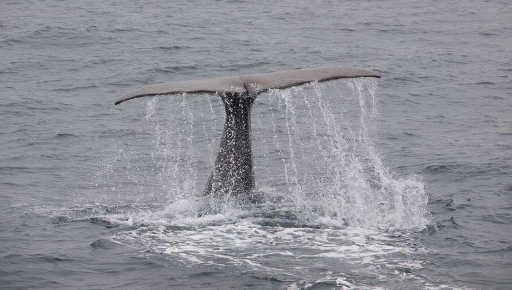 2 Spekkhogger (Orcinus orca) Havforskningsinstituttet har i "verdivurderingsprosjektet" identifisert et vinterområde utenfor Lofoten-Vesterålen for oktober-januar.