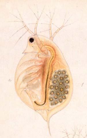 Figur 24. Tegninger av vannloppene Bosmina longispina og Daphnia longispina (Kilde: G.O. Sars).