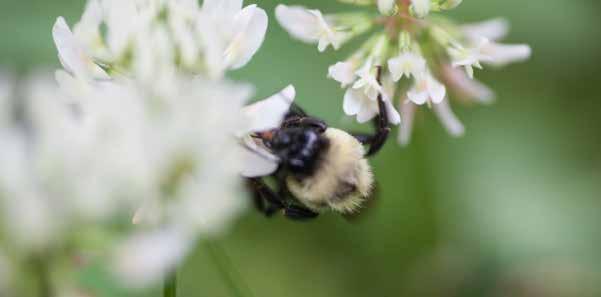 Radioaktivitet i miljøet Resipientkontrollen viser at det er naturlige variasjoner i strålingsnivået. I tillegg til naturlig forekommende radionuklider, måles det også 137 Cs i enkelte prøveobjekter.