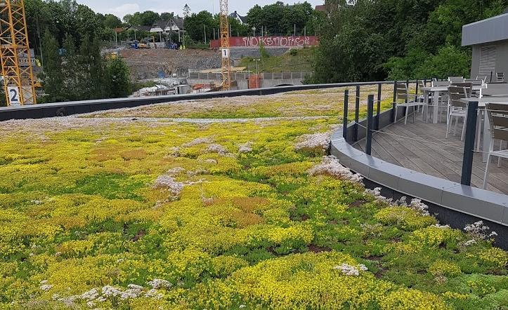 Smalere utvalg av planter tilpasset vokseforholdene, primært ettårige engplanter, stauder, grasarter og busker Ekstensive grønne tak Lav skjøtselinsats (2 g år) <10