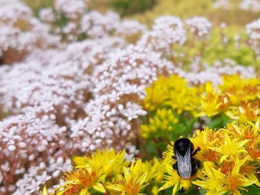 En hjelp til å lykkes plantens vekstvilkår i