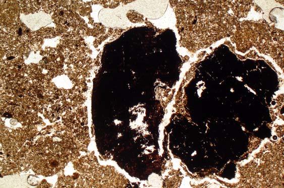 45: Detail of Fig 44, humic soil with reddish brown amorphous organic matter