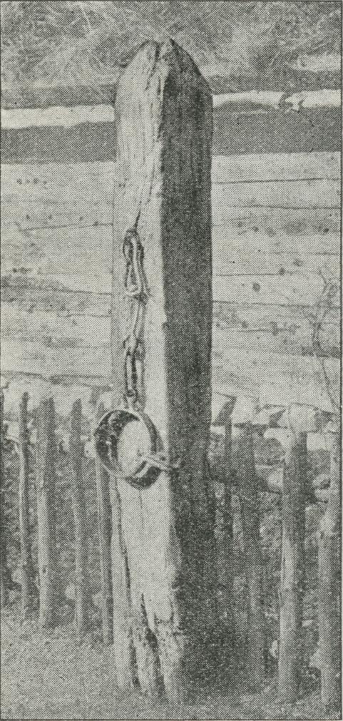 Bilde 1: Gapestokk fra Kolby kirke, Samsø. Halsjern festet til en påle.