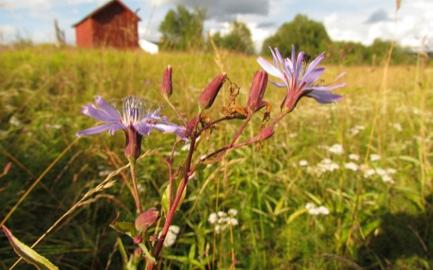 innskutt bilde, ved Niitonjarga, Karasjok