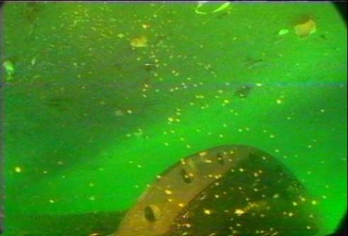 Figur 19 Fôrspill ved utslippsledning til Fister smolt, på 21 meters dyp. 24.04.