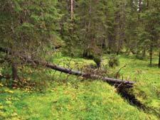 naturtype(r) registrert: Kystgranskog F11 - Ren granskog med lite lauvtrær F1101 (60%), Gammel barskog F08 - Gammel