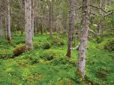 naturtype(r) registrert: Kystgranskog F11 - Ren granskog med lite lauvtrær F1101 (40%), Gammel barskog F08 - Gammel