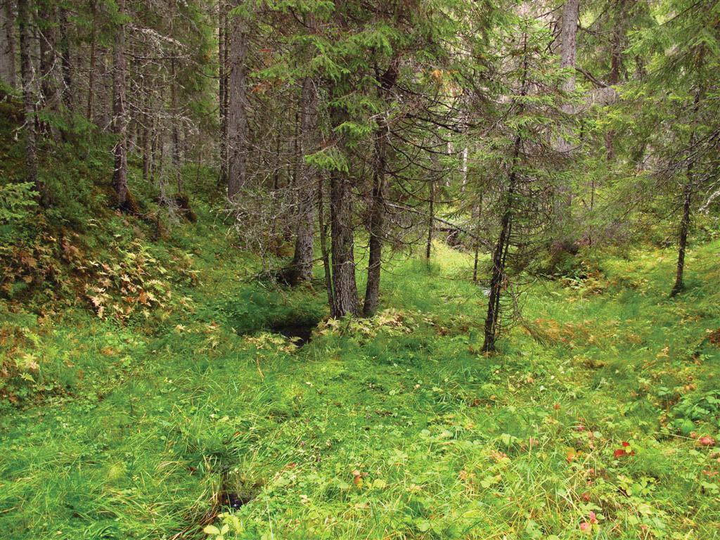 Beliggenhet og naturgrunnlag: Lokaliteten ligger langs Selneselva, mellom Rv. 17 og Selnes, i Namsos kommune.