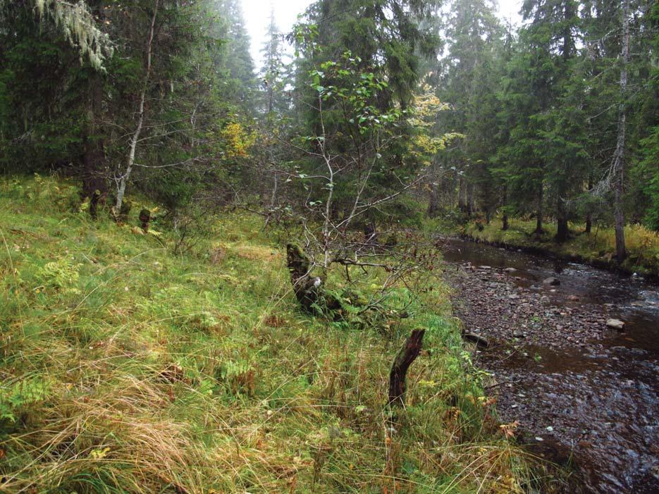 Rødlistekategorier følger Norsk rødliste for arter 2010. Beliggenhet og naturgrunnlag: Lokaliteten ligger ved Hakkmoen, ca 3 kilometer sørøst for Vemundvik.