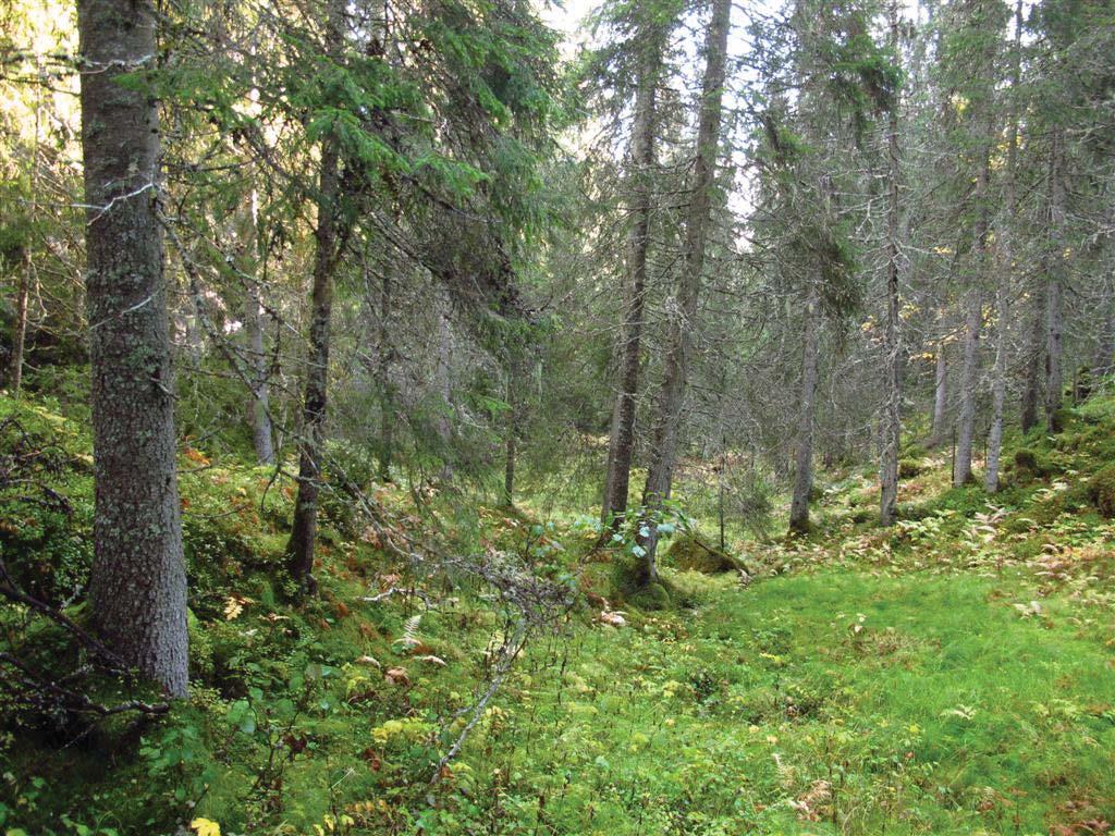 Klepsland høsten 2012 i forbindelse med inventering av granfiltlav som del av oppfølging av faggrunnlag for handlingsplan. Oppdragsgiver var fylkesmannen i Trøndelag.