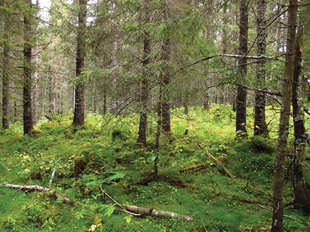 Klepsland høsten 2012 i forbindelse med inventering av granfiltlav som del av oppfølging av faggrunnlag for handlingsplan. Oppdragsgiver var fylkesmannen i Trøndelag.