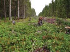 Klepsland høsten 2012 i forbindelse med inventering av granfiltlav som del av oppfølging av faggrunnlag for handlingsplan.