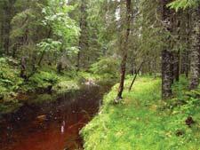 Lok. nr. 92 Hauknes SØ 174410092 Viktig B Hauknes SØ Foto: Jon T. Klepsland Gammel, myrlendt skog nedenfor fossefall.