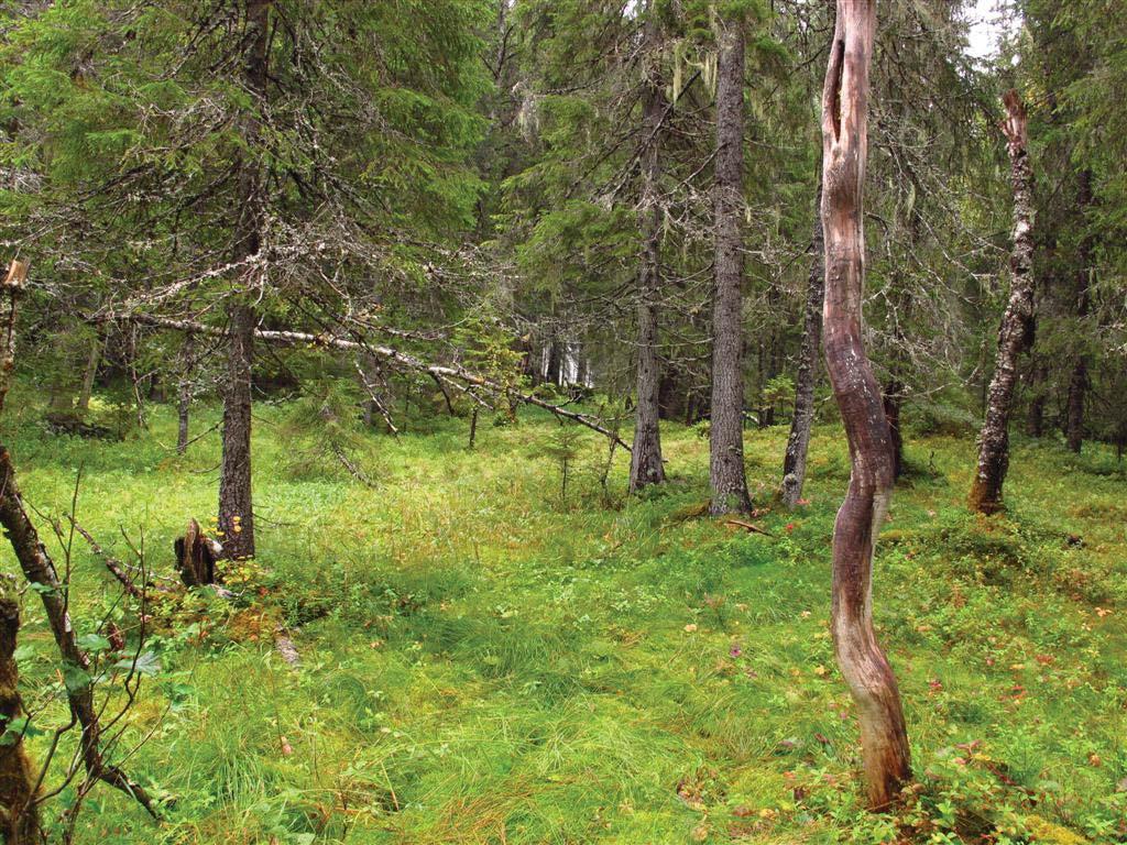 Beliggenhet og naturgrunnlag: Lokaliteten ligger langs nedre del av Hauka, ved Hauknes SØ for Eidsvatnet, i Overhalla kommune.