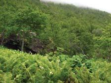 Beliggenhet og naturgrunnlag: Lokaliteten ligger ved Jordbrua, på østsiden av Kirkeselva, innerst i