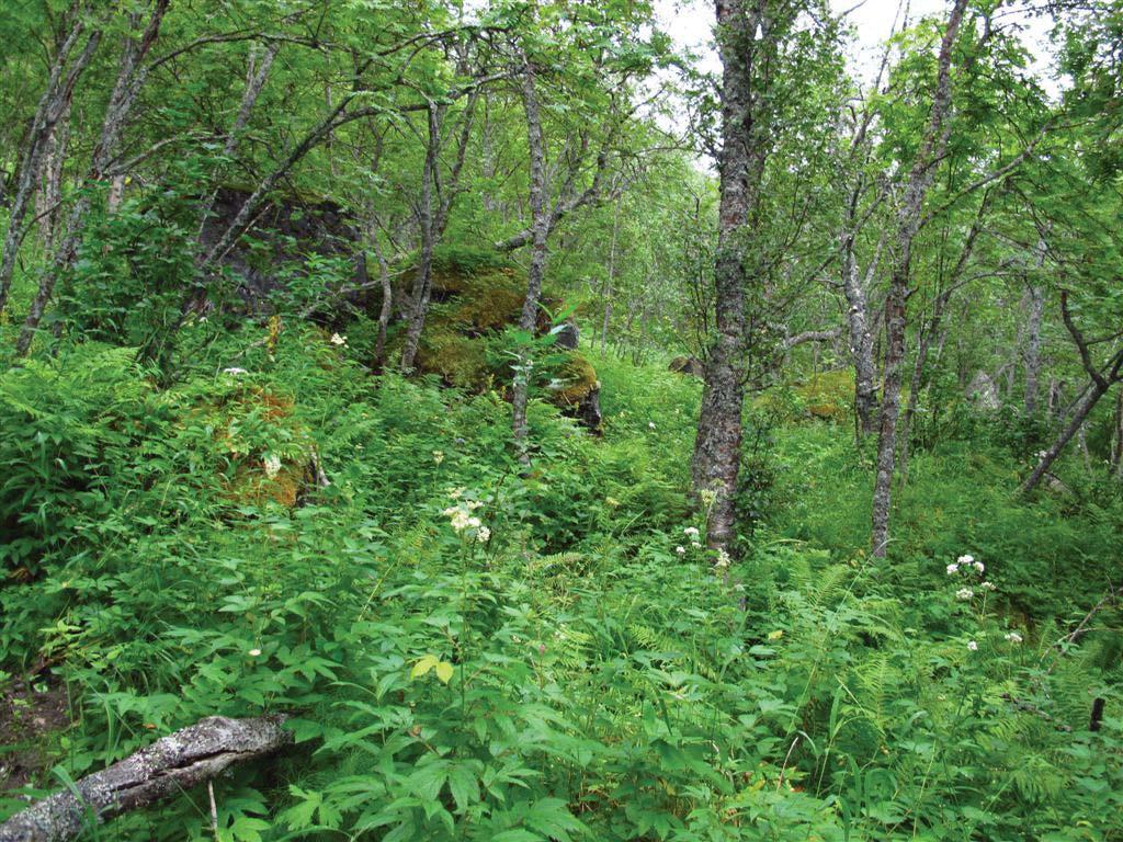 Avgrensingen omfatter et område med frodig og relativt gammel gråor-heggeskog som i tillegg rommer et stort