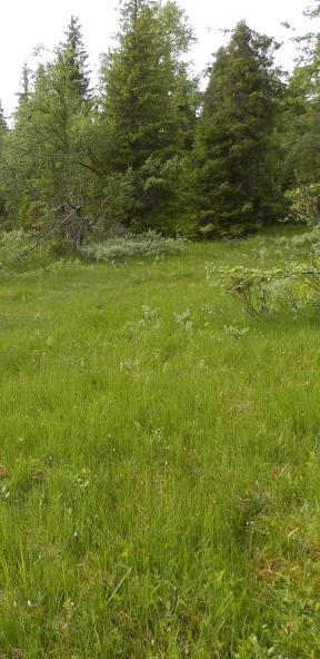 Beskrivelsessystemet i NiN Variabelgrupper Kalkrik myrflate, Valdres (OP). Foto: Arild Lindgaard (CC-BY) Lokale miljøvariabler (kalk, fuktighet, saltholdighet, dybde, hevd, etc.