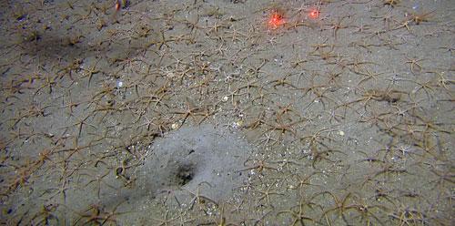 Ved ca 100 meters dyp ble det observer sandbunn med mye døde haneskjells-skaller (St 623; Fig. 6.13) og børstemarken Nothria sp i sine karakteristiske epibentiske sand-rør.