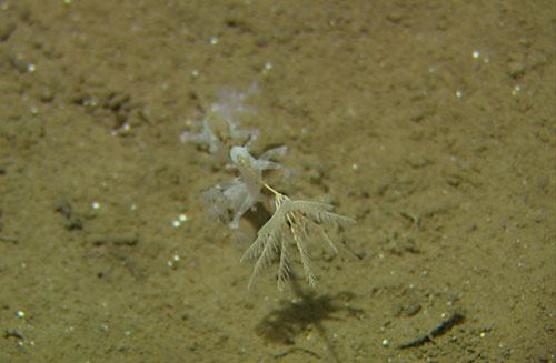 Figur 6.26. De stilkete fjærstjernene Rhizocrinus og Bathycrinus kan stedvis dominere dyresamfunnet i dypet. Her ser vi Rhizocrinus lofotensis med en liten blomkålkorall på stilken.