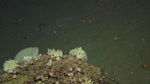 Denne blokken så i første øyekast ut til å ha partier med levende polypper. Ved nærmere studier av bildene viste det seg at det var svamper som så ut som koraller.