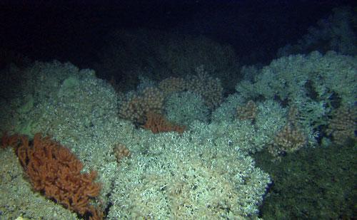 På Røstbankens sørøstligste del ble det registrert koraller (Lophelia) på stasjon 659, 661-665, 667 på gravely sand/bedrock (Fig. 6.28).