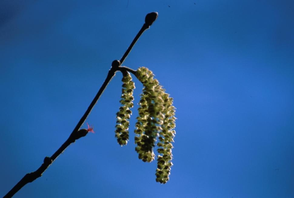 Klimatrussel og tap av naturmangfald Store miljøutfordringar med