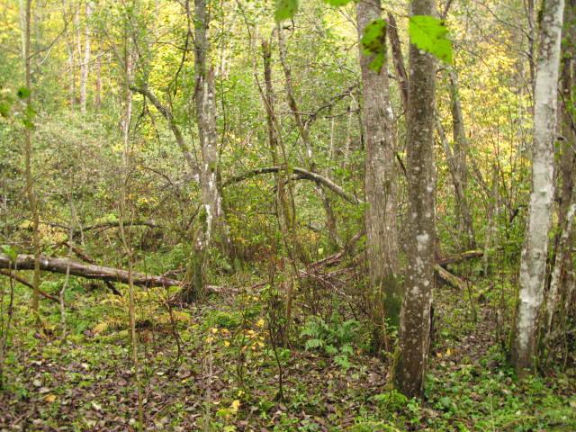 Bilder fra området Grodalselva Kjerneområde