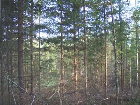 TERRENGET Terrenget er sørvendt mot Heivannet og er jevnt over en skråning som innehar noen flate partier innimellom. Terrenget består hovedsaklig av fjellknauser og myrdrag.