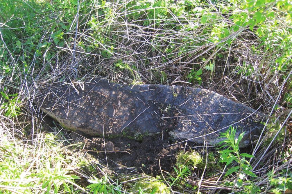 Figur 13. Bautaen ved Valdskrå, id 56394, har en lengde på 1,4 meter og bredden er 0,5 m. Nå kan man igjen se den. Foto: Jan Brendalsmo, NIKU 2010.