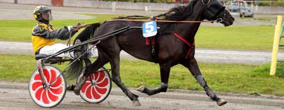 9 10 11 12 2017: 9-2 -1-0 -2-14.5a -43.000 2016: 17-2 -3-4 -4-14.5a -89.000 Veggie Hanover (US) 2160 1 17,0m 14,3aak 191.134 5 år Brun HP v. Explosive Matter (US) e. Vicki Lyn (US) v.