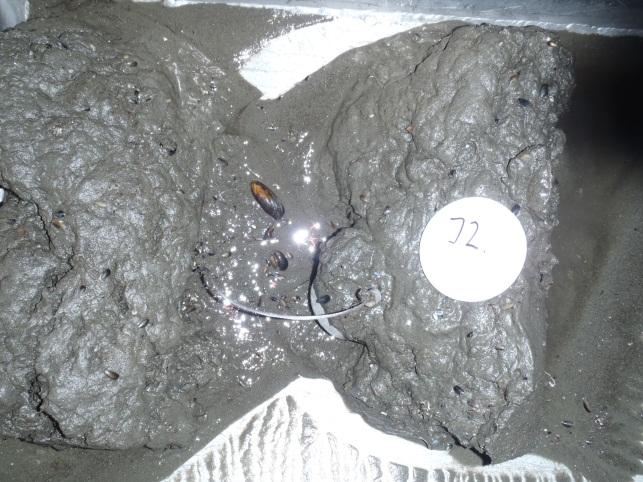 Mom B Juvika Desember 212 5. Resultater 5.1. Feltundersøkelse av bunnsediment 5.1.1. Kjemiske og sensoriske sedimentparametre Prøvetakingspunktene i og omkring anlegget bestod hovedsakelig av leire med innslag med innslag av sand og grus.